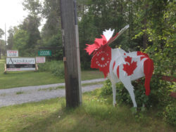 Canada Flag Moose 2