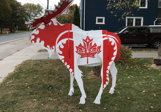 Moose - Native Canadian 1